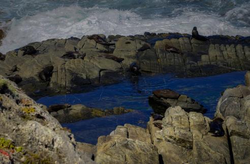 The Typhoon Shelter of Sea Lion 3