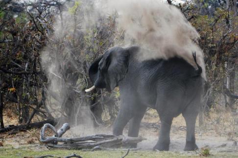 Elephants big Hug