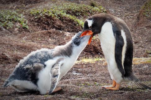 feeding of young penguin 1