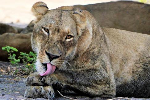 Lions tounge