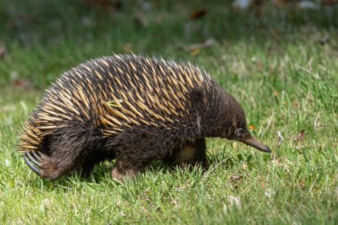 Echidna sprint