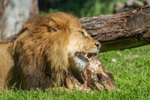 Lion with meal