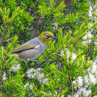 Silvereye in Melalucca