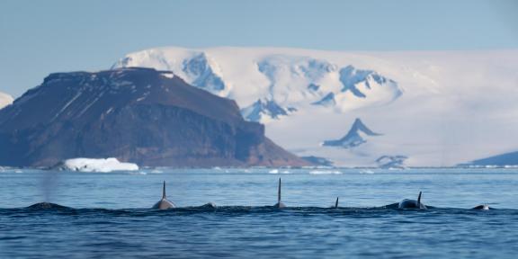 A pod of Orcas in Antarctica