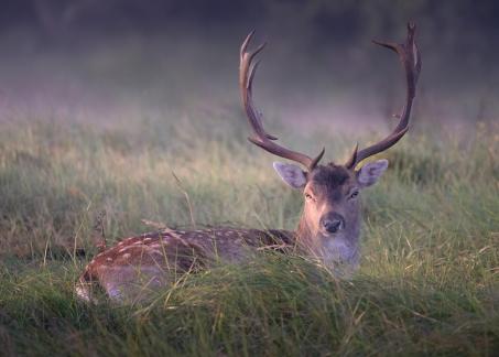 Fallow deer in the grass