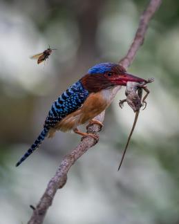 Banded kingfisher with its catch