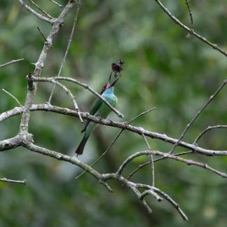 Blue-throated Bee-eater