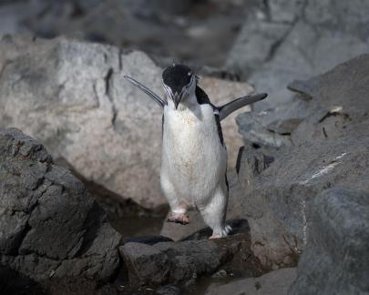 Chinstrap penguin hopping