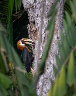 Papuan Hornbill supplying food