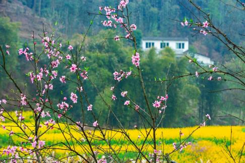 House facing flowers