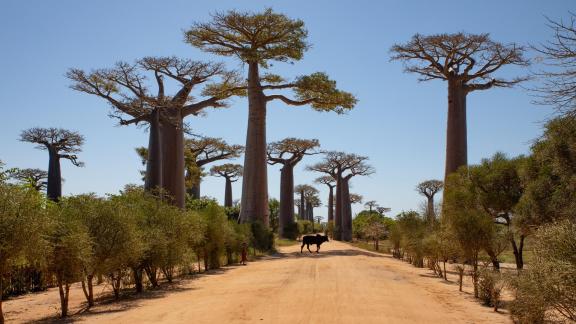 Zebu crossing