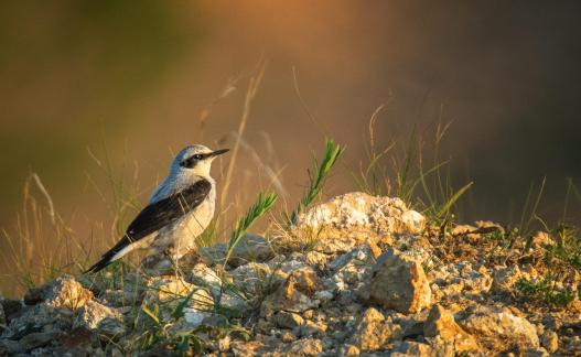 Bird taking a break