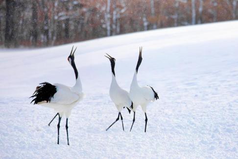 Three red-crowned cranes screaming