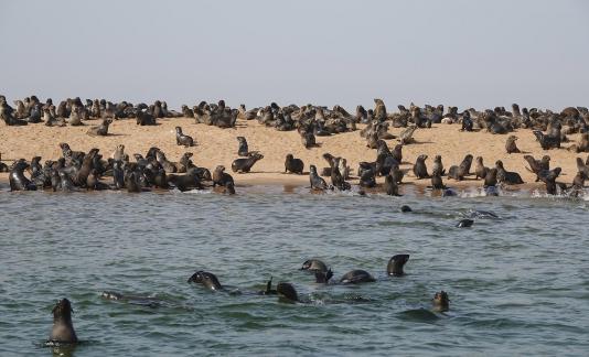 Cape seals_11