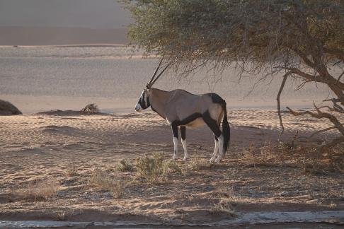 Oryx gazella_6