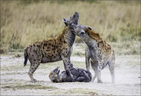 Hyena Family