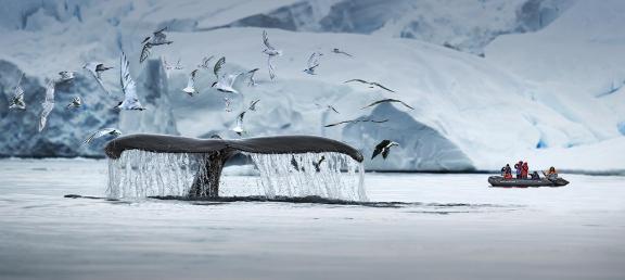 Chase the Antarctica whales