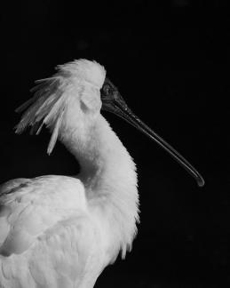 Spoonbill