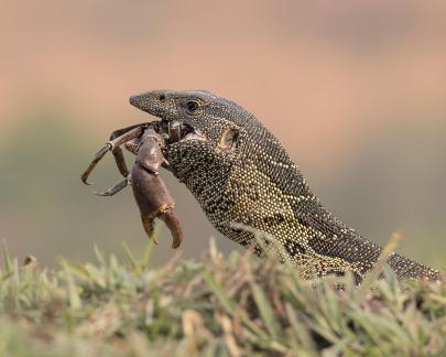 Tasty Crab