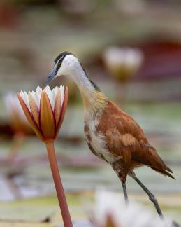 Jacana Lily