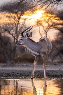 Kudu Sunrise