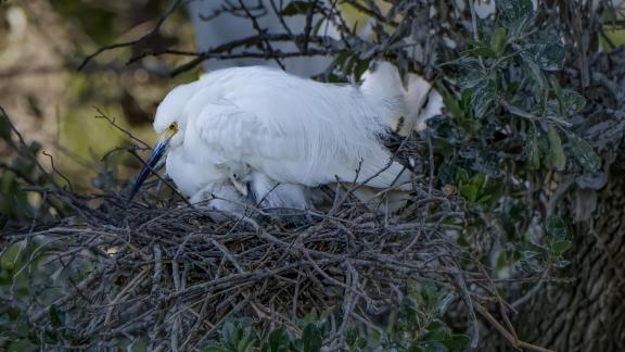 Mom and Newborn Chick