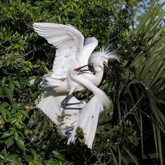 Snowy Egret Mating Ritual 3