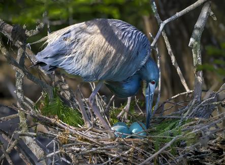 Rolling Her Eggs