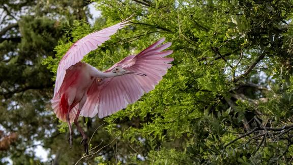 Returning To Nest