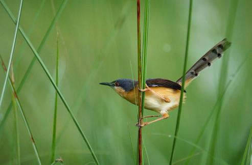 Ashy Prinia