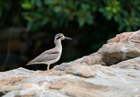 Great Stone Curlew