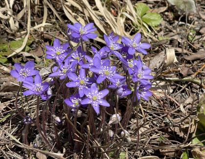 Blue beauty in the spring