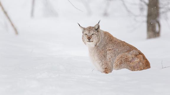 Lince boreal