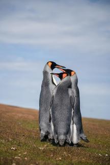 Pinguinos sigilosos