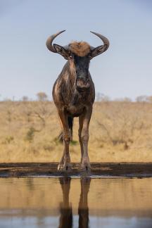 Wildebeest in the pond