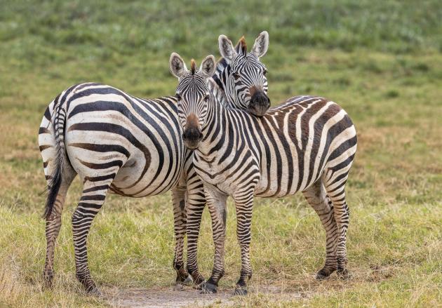 Zebra couple 34