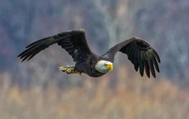 Bald Eagle with fish 4