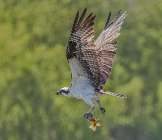 Osprey with fish 75