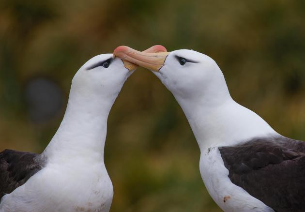 Albatross mating dance