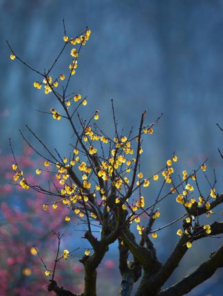 Yellow color plum blossoms