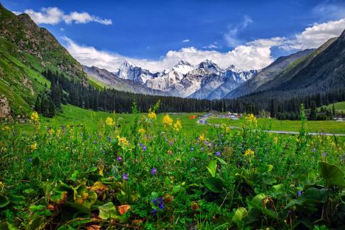 Flowers and snow mountains