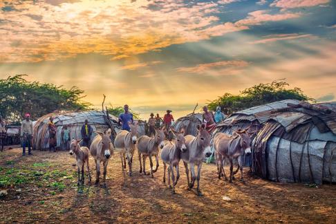 Donkeys running