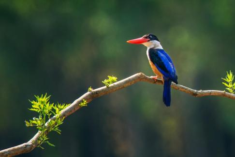 Bird waiting alone