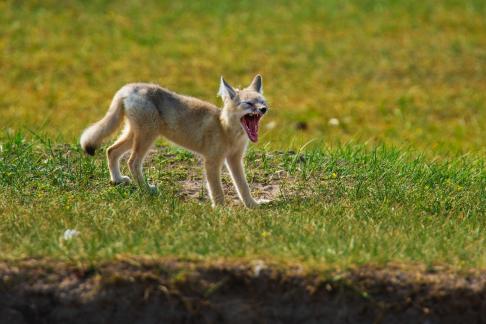 Fox yawning