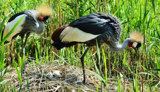 cranes on the lakeside 22