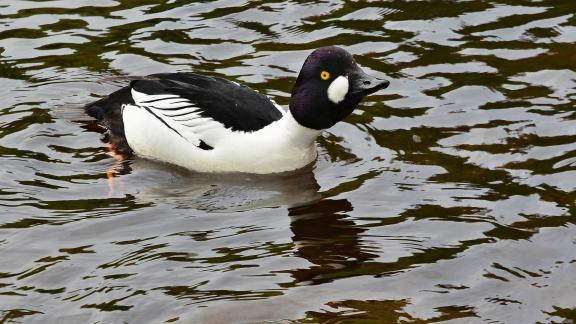 Goldeneye male