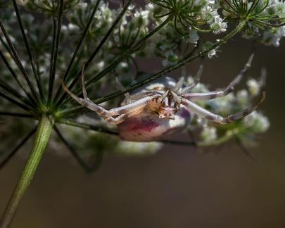 SPIDER UNDER THE FLOWERS 24