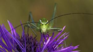 GRASSHOPPER LAMDA