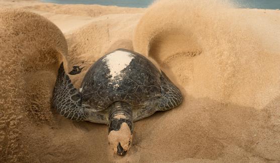 turtle covering eggs 124