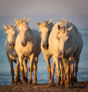 Horses at sunrise 5